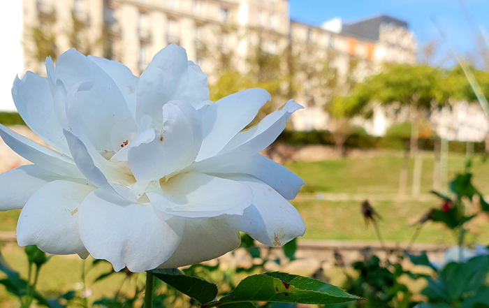 Rosiers web