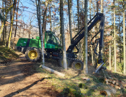 Pourquoi une coupe sanitaire est-elle nécessaire dans la forêt de Châtel-Guyon ?