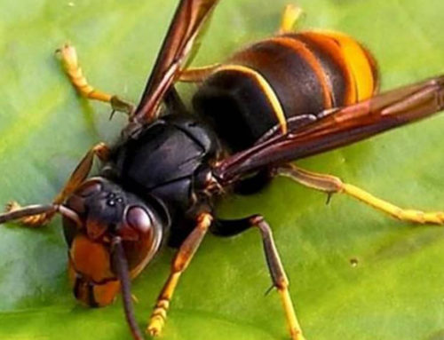 Nuisibles et bio-envahisseurs : un référent à votre écoute