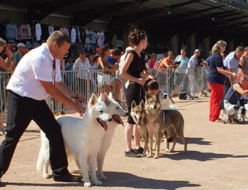 Plus de 1200 chiens attendus à la 30e exposition canine !