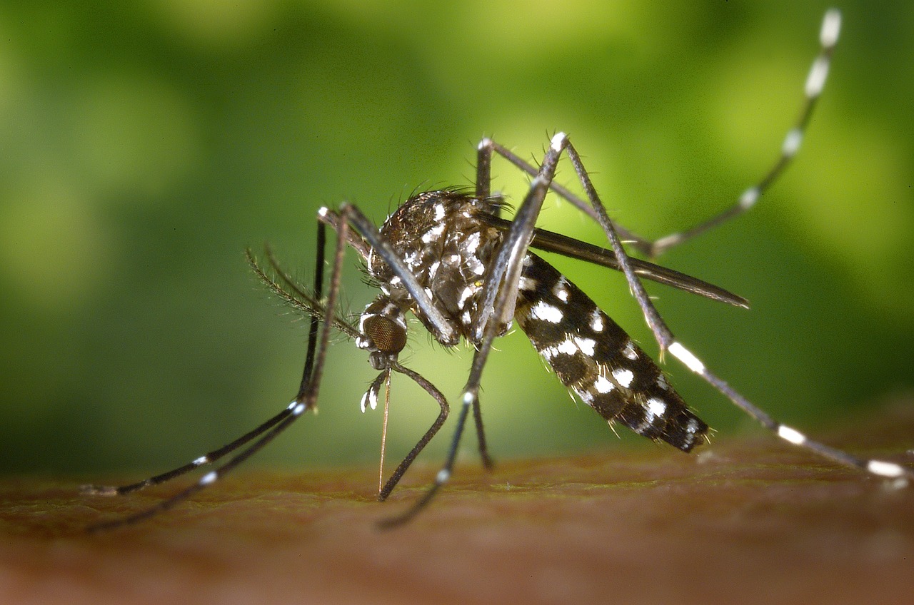 The fight against the tiger mosquito: let’s mobilize!