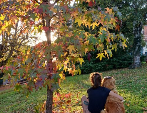 La Ville de Châtel-Guyon relance son concours photos de l’automne sur le thème « les animaux dans le Parc thermal » !