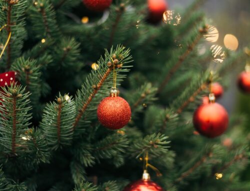 La Ville de Châtel-Guyon propose de collecter les sapins de Noël naturels après les fêtes, pour les réutiliser dans les espaces verts
