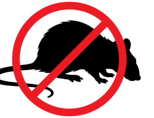 Une sensibilisation et distribution de kits de dératisation le 10 décembre